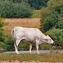 Rindvieh horst