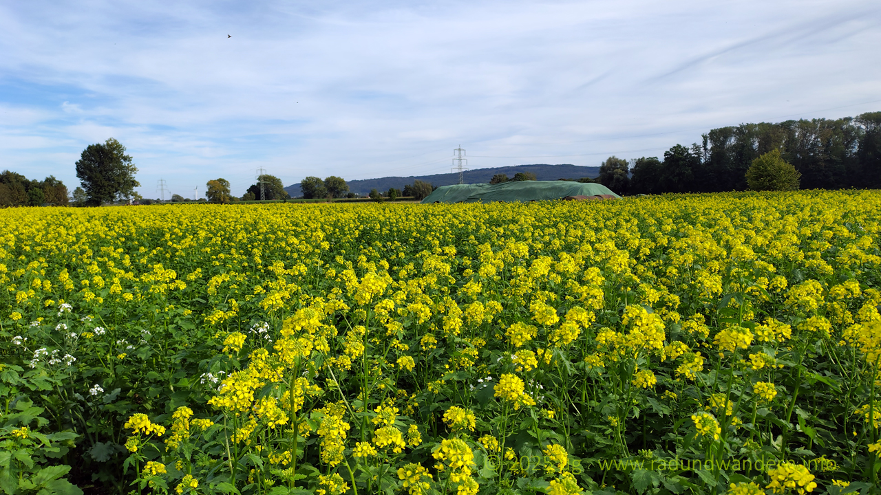 Gründüngung verleiht dem Herbst einen bunten, frühlingshaften Anstrich